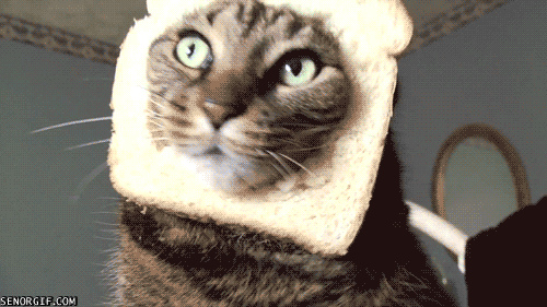 A cat with its head stuck in a slice of bread, backing away looking frustrated