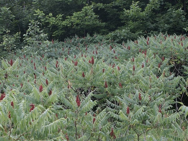 A grove of Staghorn Sumac trees. The branches grow upward like raised arms, with the cluster of berries in the middle like a head.