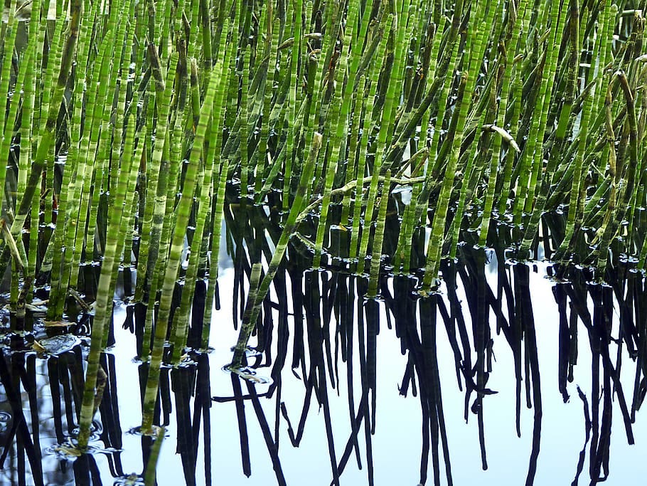 horsetail stems sticking out of boggy water