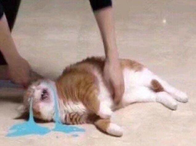 Crying cat