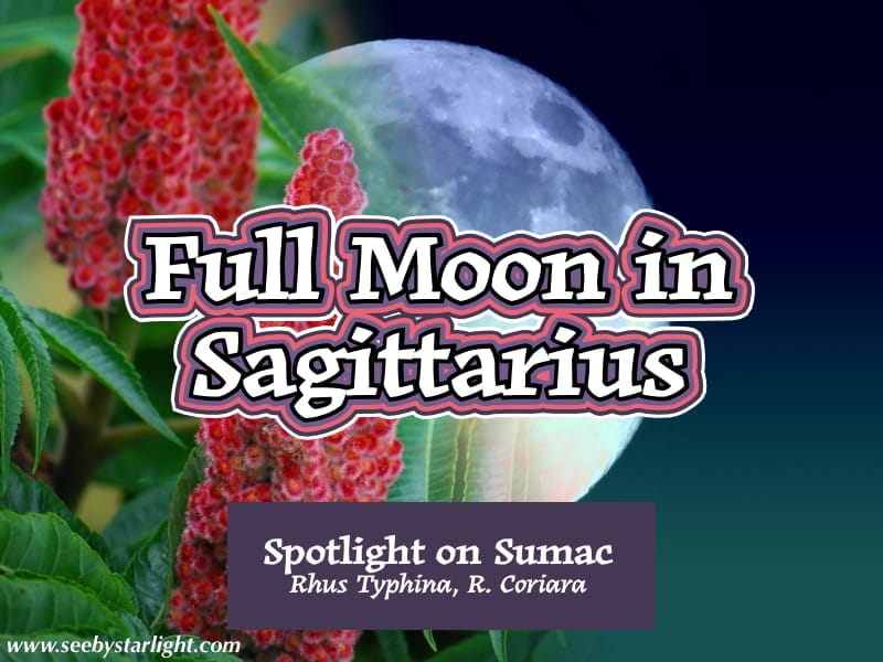 Full Moon in Sagittarius. Spotlight on Sumac (Rhus Typhina, R. Coriara) www.seebystarlight.com