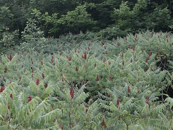 A grove of Staghorn Sumac trees. The branches grow upward like raised arms, with the cluster of berries in the middle like a head.