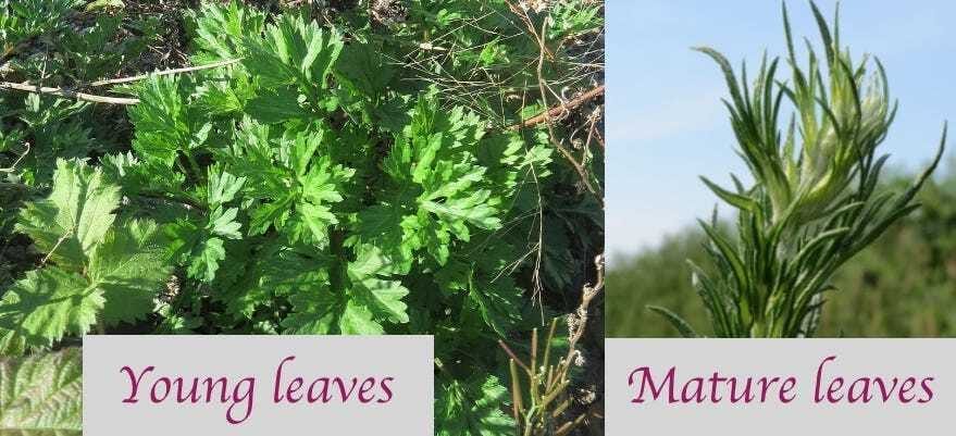 Young Mugwort leaves compared to mature Mugwort leaves. They 