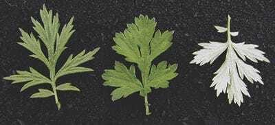 Mugwort leaves are green on the top, white underneath. Image from Michigan State University