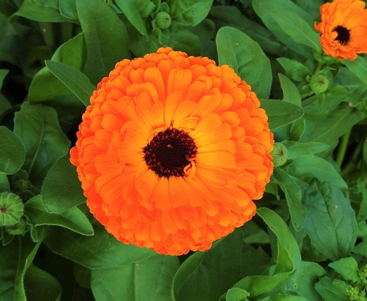 Calendula officinalis. Gee, I wonder why the ancients assigned this plant to the Sun. Image from Wikimedia