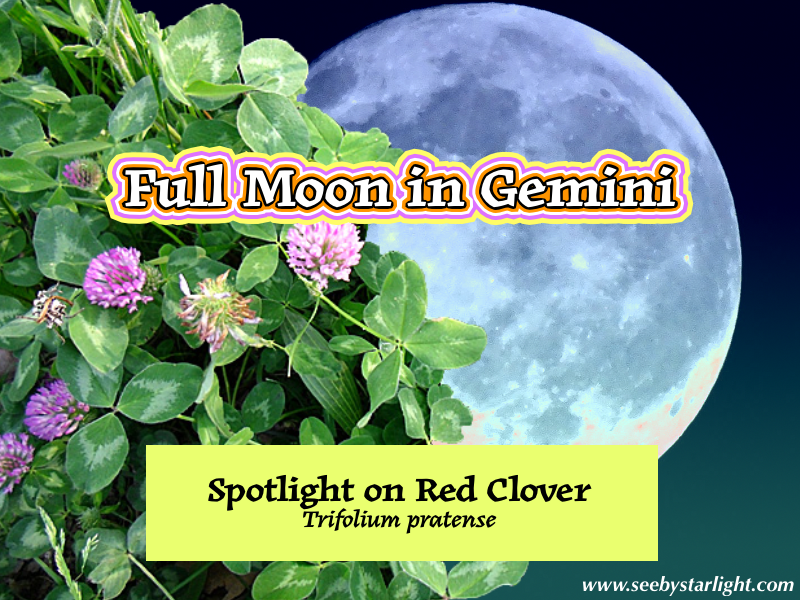 Full Moon in Gemini: Spotlight on Red Clover (Trifolium pratense)