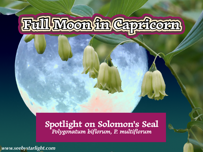 Full Moon in Capricorn: Spotlight on Solomon's Seal (Polygonatum spp.)