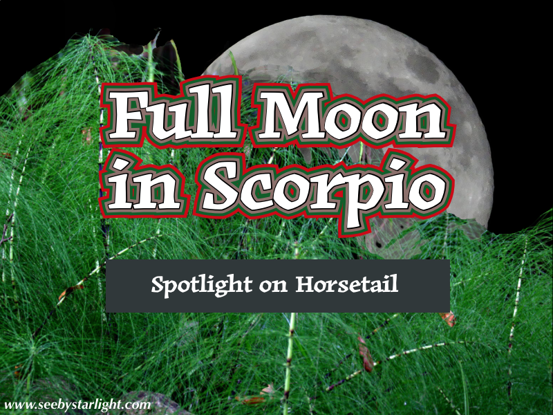 Horsetail (Equisetum arvense) is a Scorpio