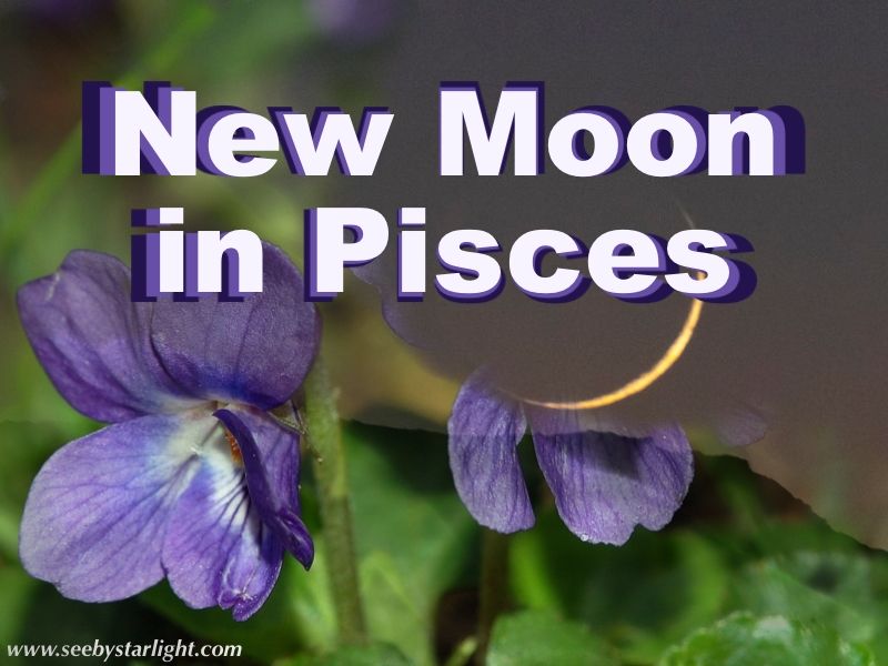 New Moon in Pisces — Focus on Wild Violet (Viola odorata)
