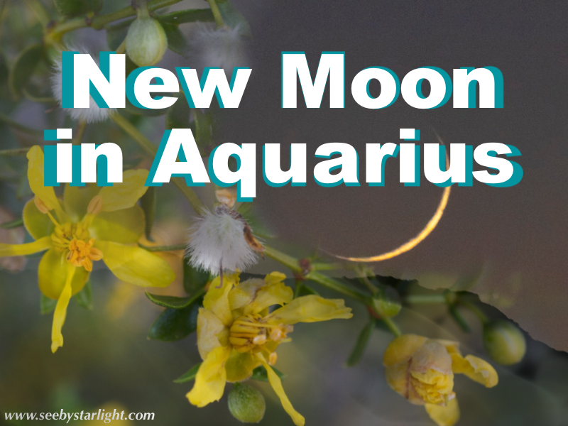 New Moon in Aquarius, Spotlight on Chaparral (Larrea tridentata)