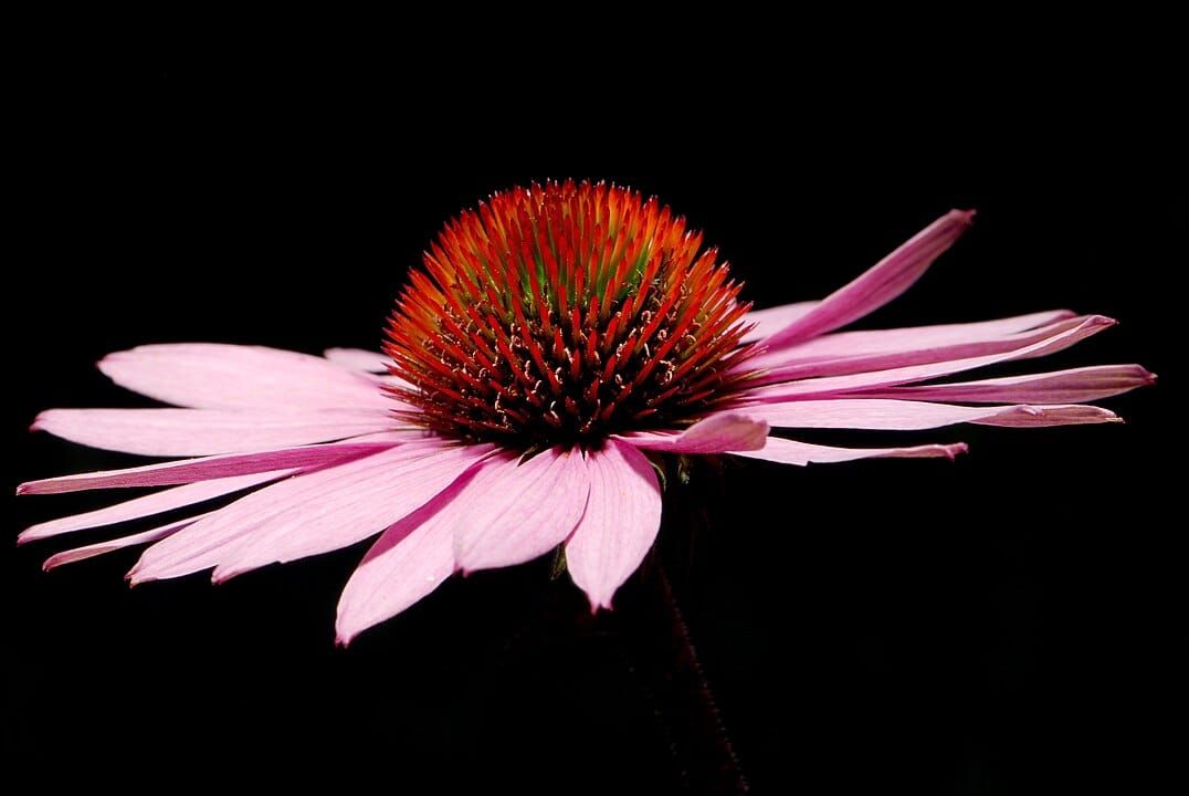 Echinacea flower