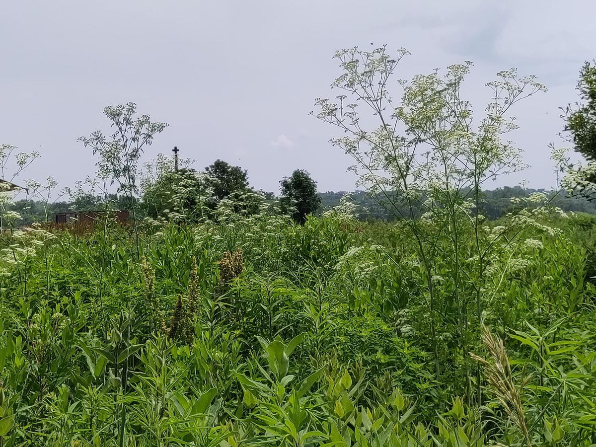 The Astrology of Poison Hemlock