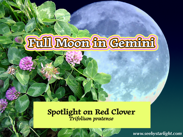 Full Moon in Gemini: Spotlight on Red Clover (Trifolium pratense)