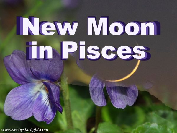New Moon in Pisces — Focus on Wild Violet (Viola odorata)