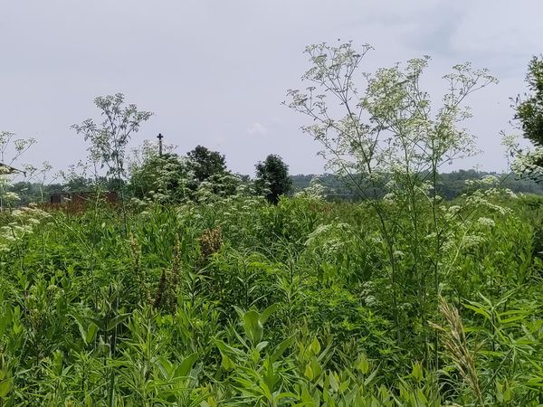 The Astrology of Poison Hemlock