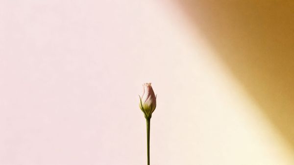 Chapter 6: A Fragile Smile