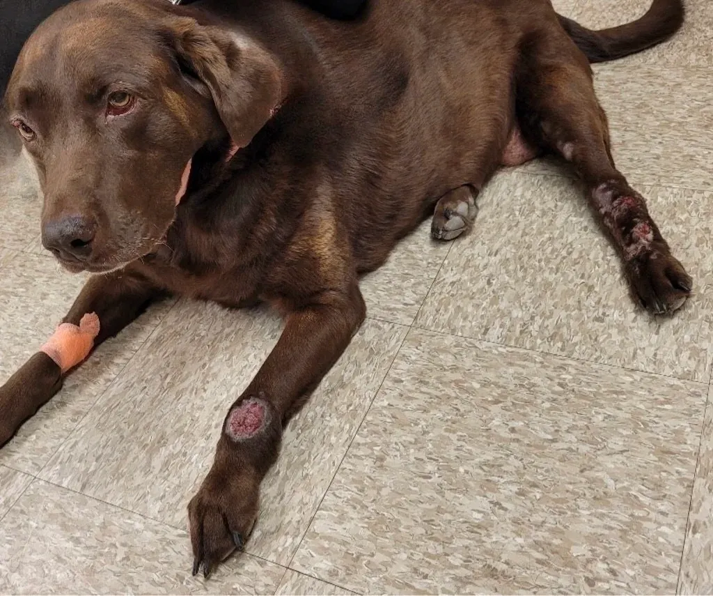 Lick Dermatitis in Dogs: What That Sore on Your Dog's Leg Is Trying to Tell You