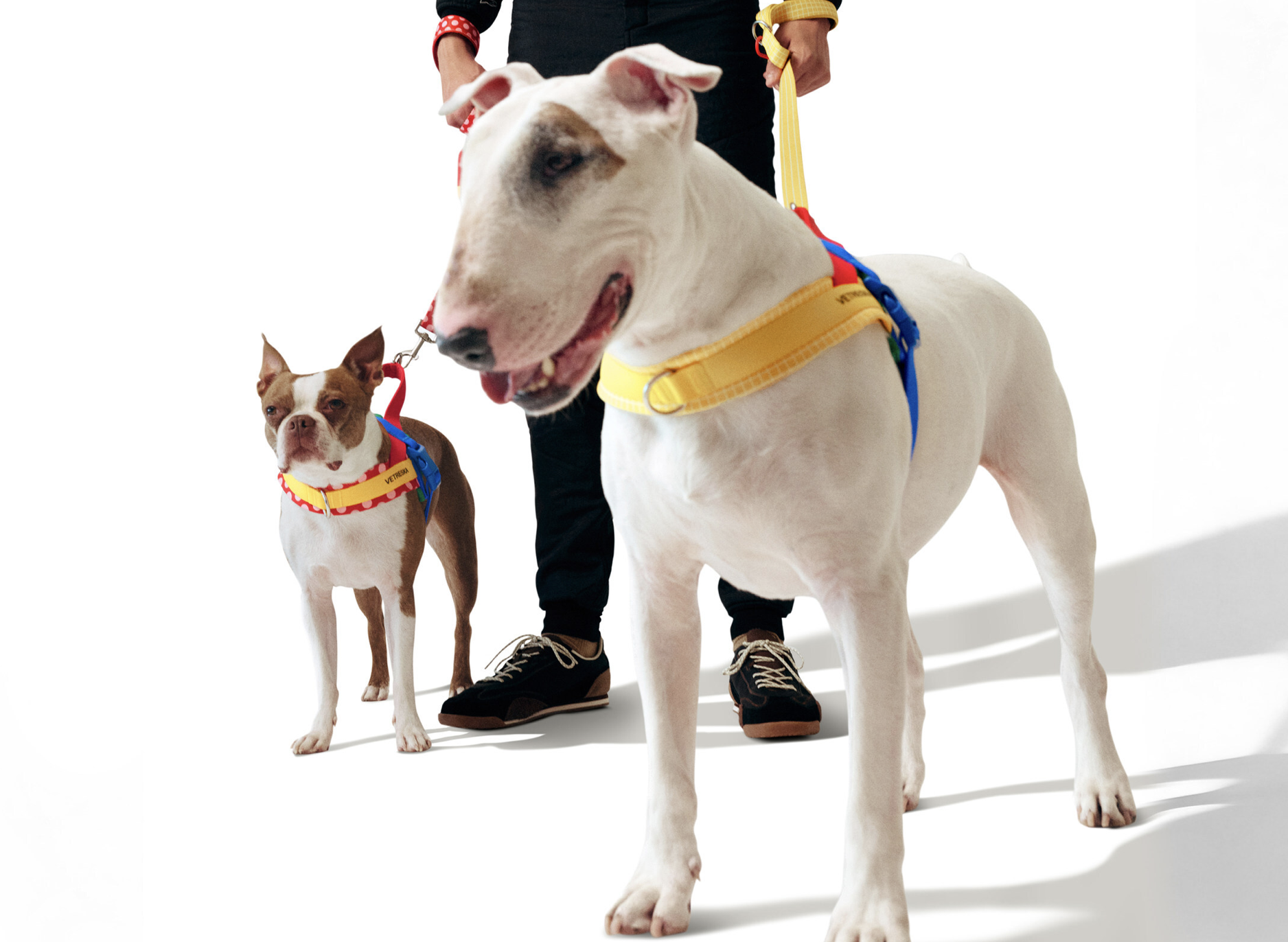 Vetreska Pet Accessories Enters Formula 1 With Ollie Bearman Deal — But What Does It Mean For Your Wallet?