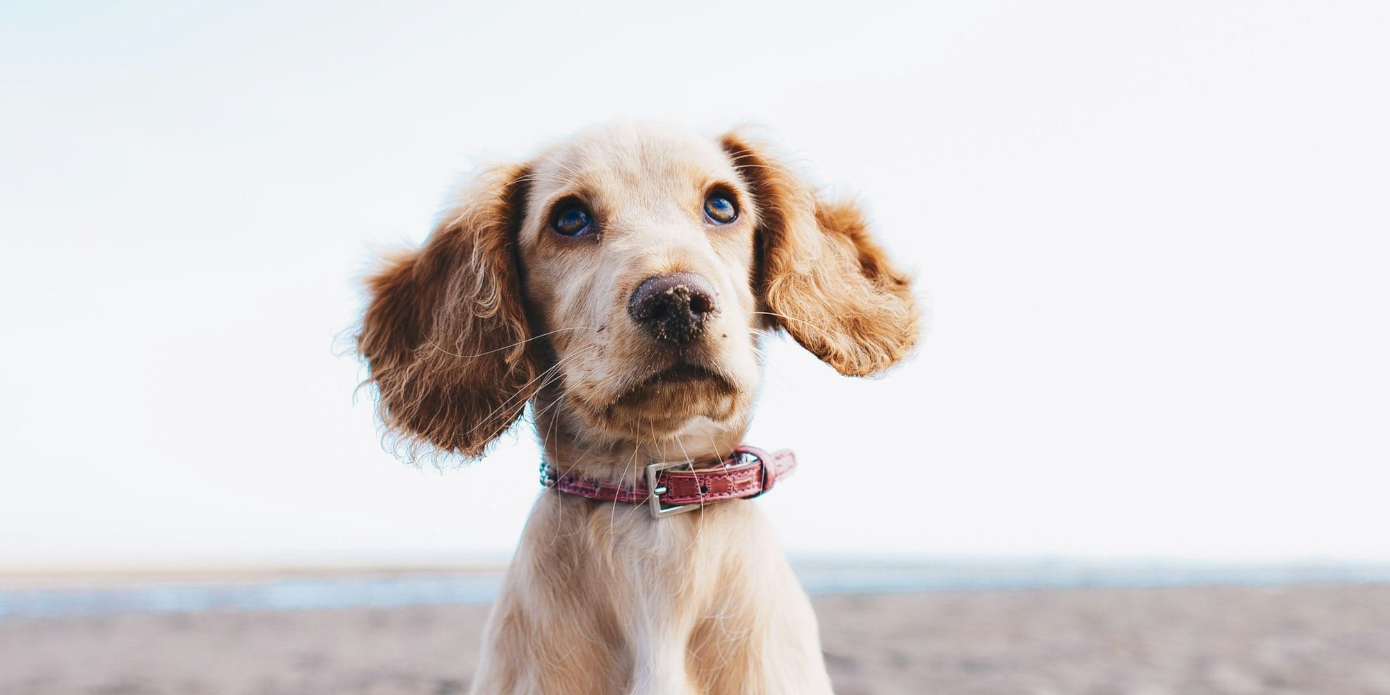 a brown dog sitting on top of a sandy beach