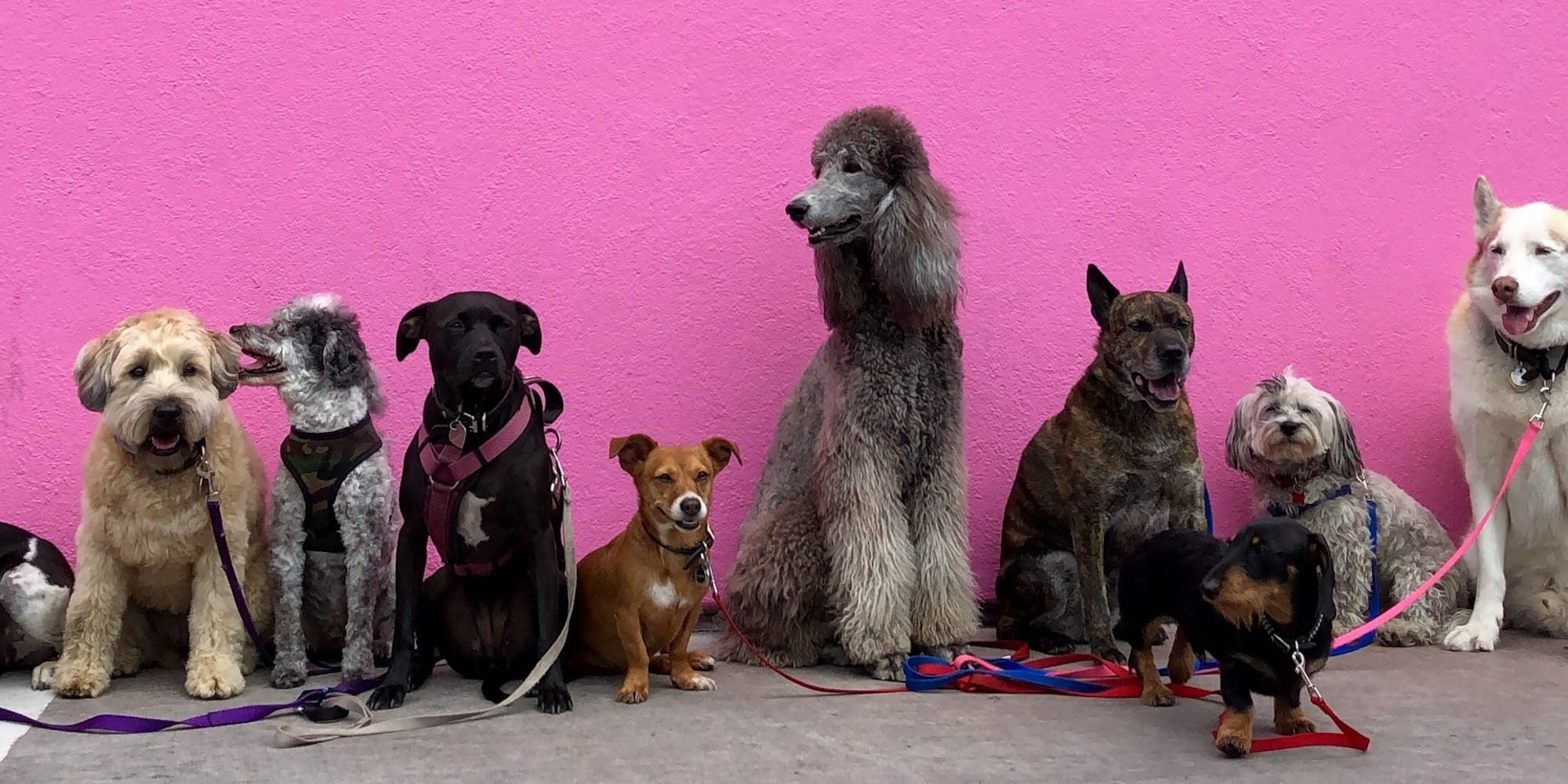 litter of dogs fall in line beside wall