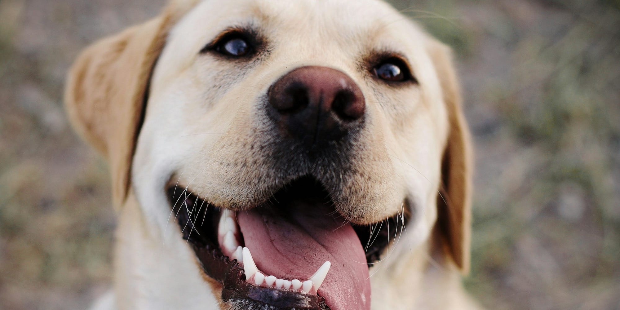 adult yellow Labrador retriever