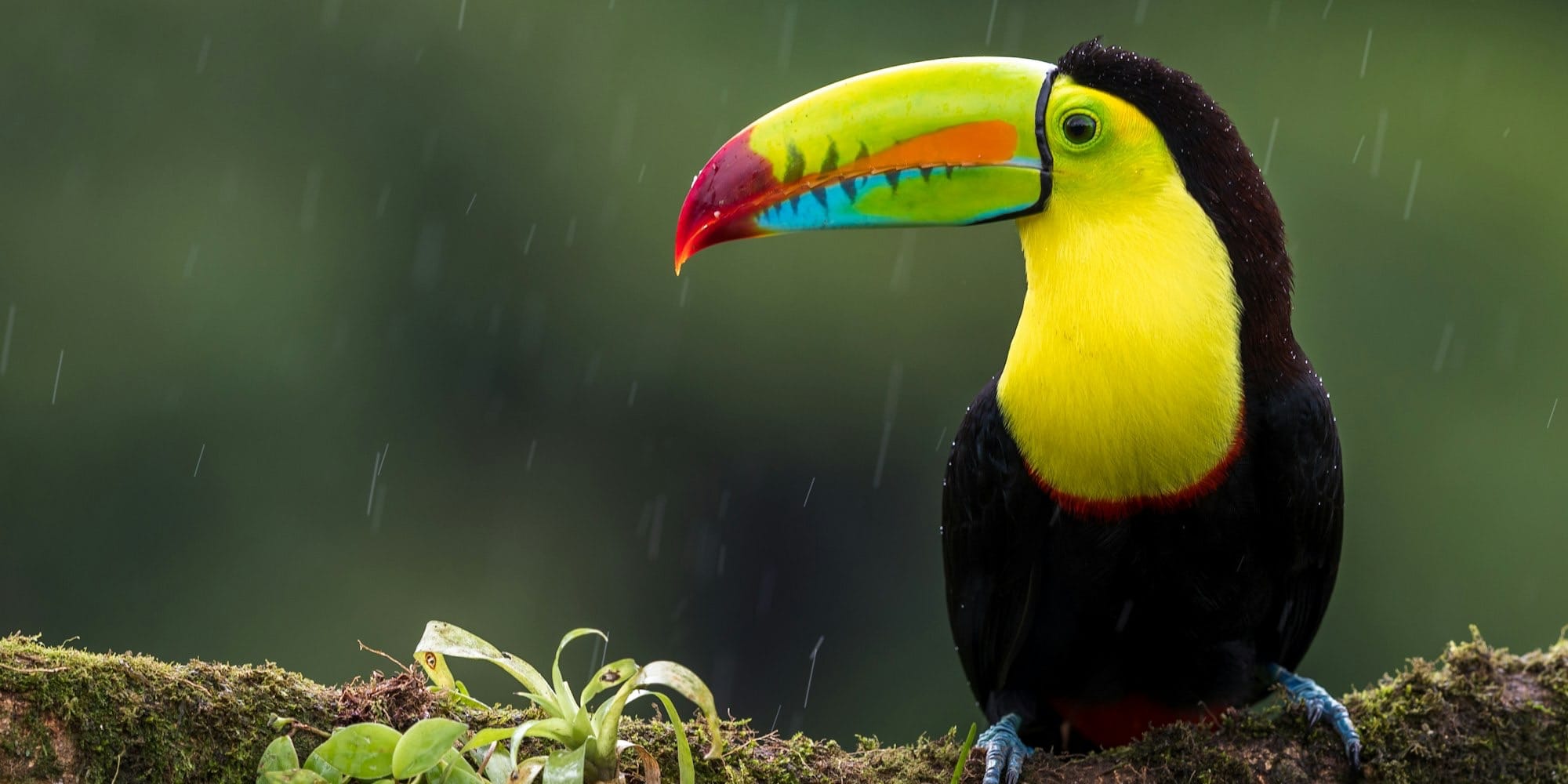 black and yellow bird on branch