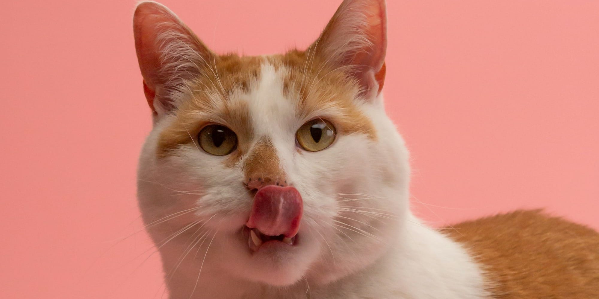 orange and white tabby cat