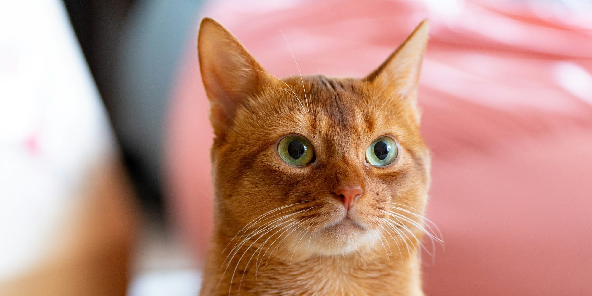 orange tabby cat in brown cardboard box