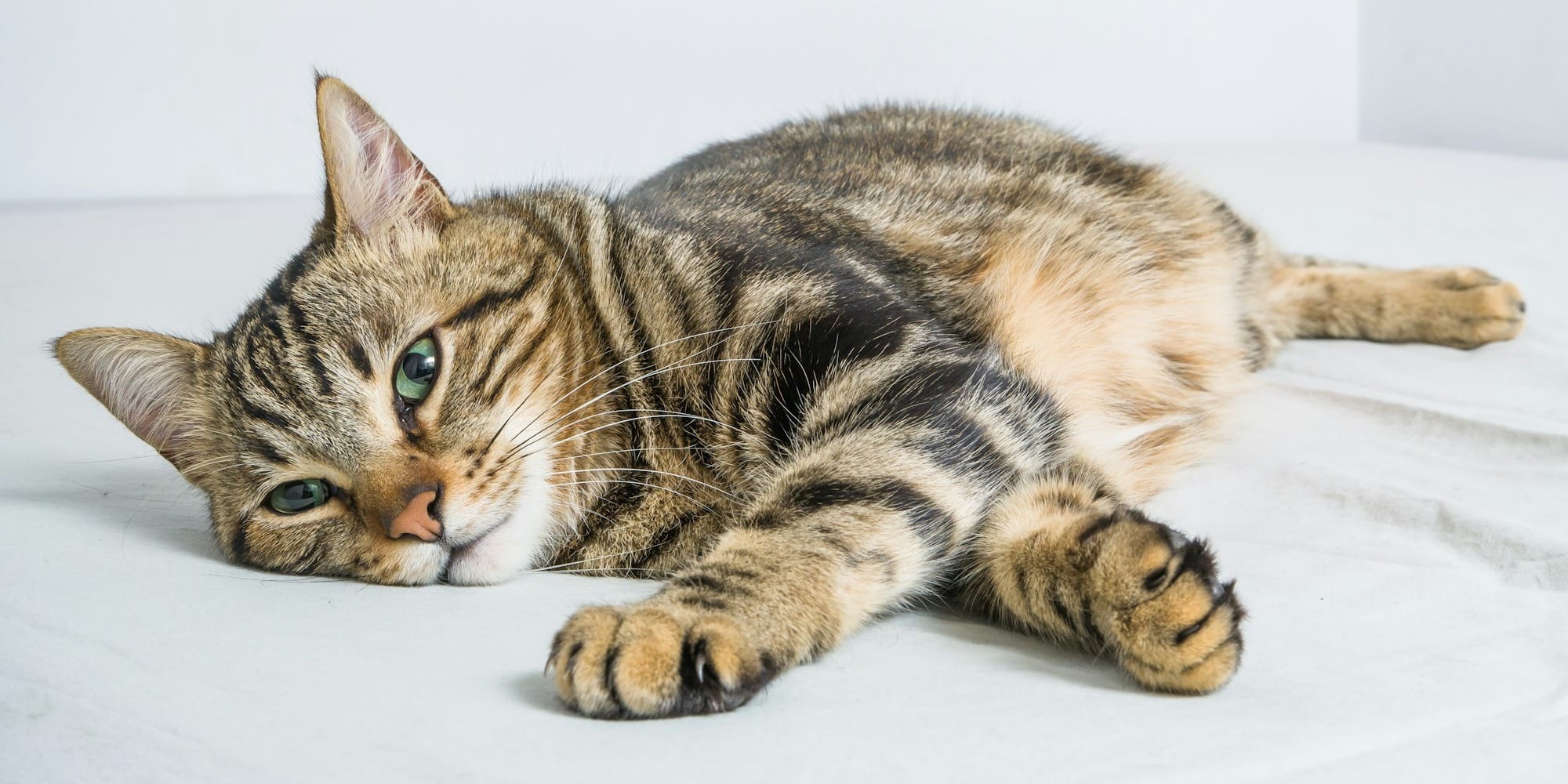 a cat laying on top of a bed next to a white wall