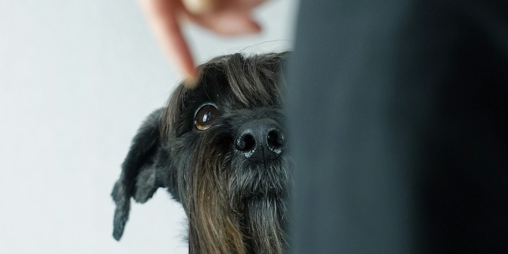 person in black long sleeve shirt holding black and gray long coated small dog