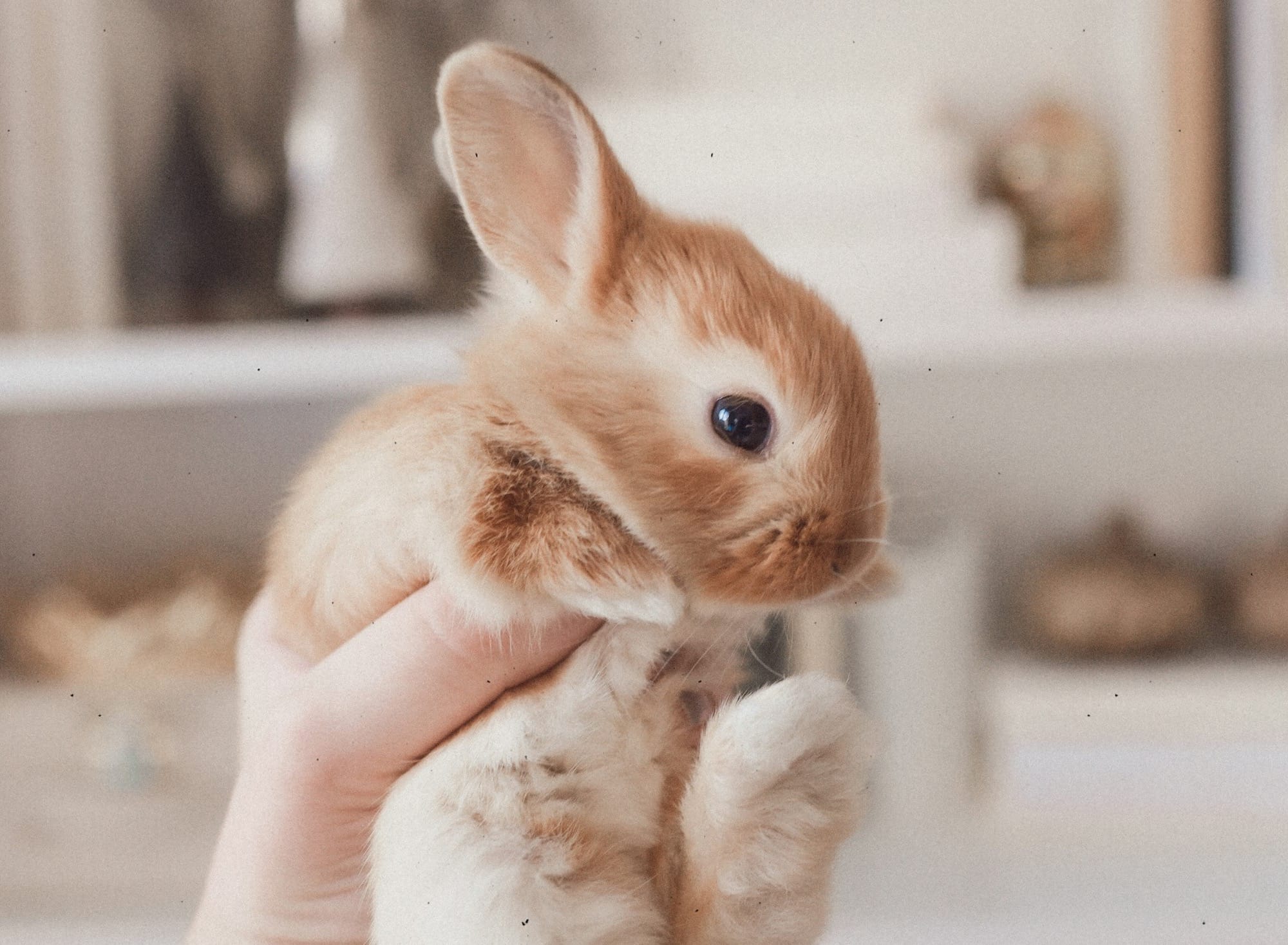 person holding white and brown rabbit
