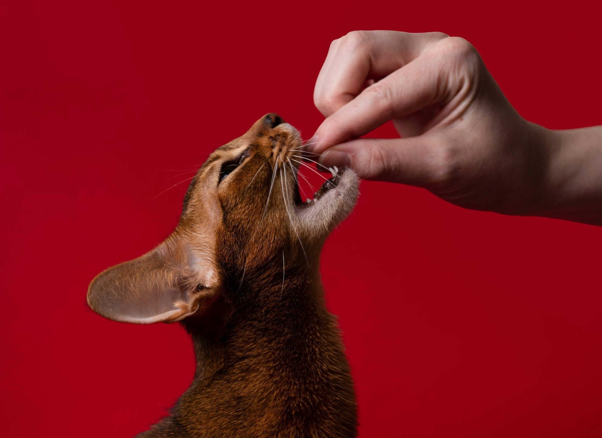 a cat licking a person's hand
