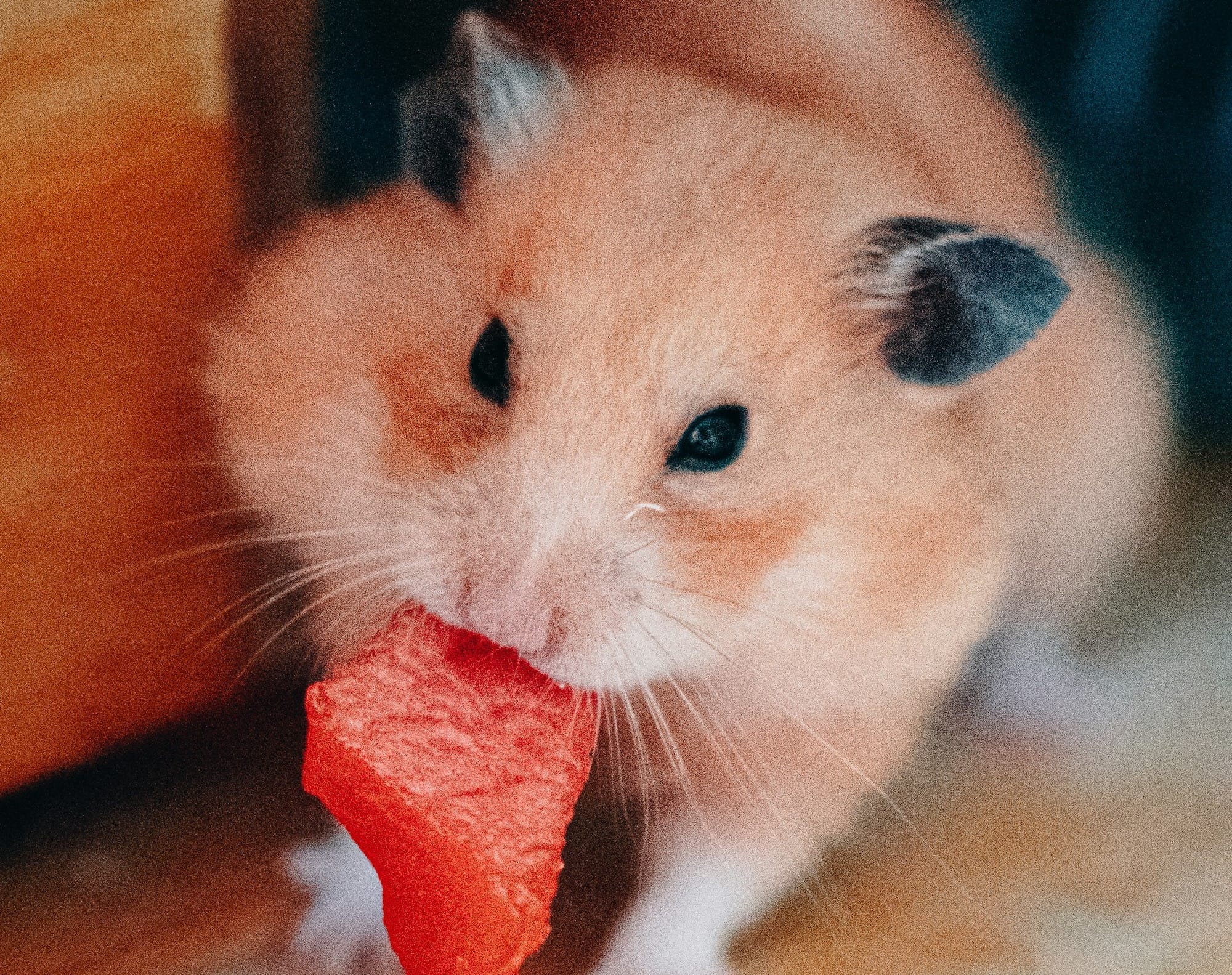 a hamster eating a piece of food