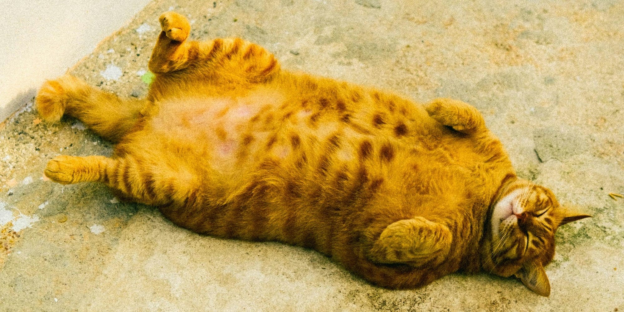 a cat that is laying down on the ground