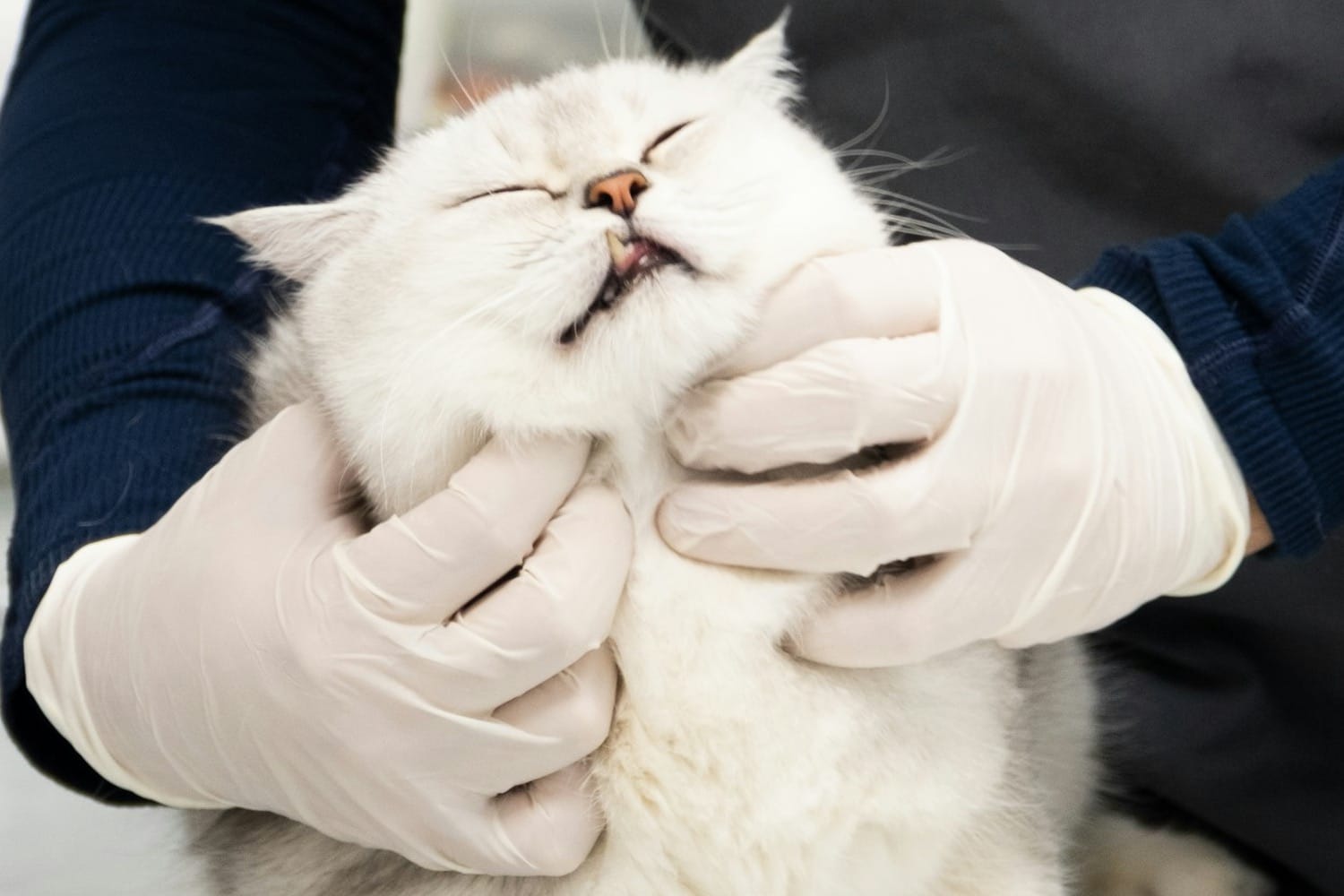 A man in a black shirt is petting a white cat