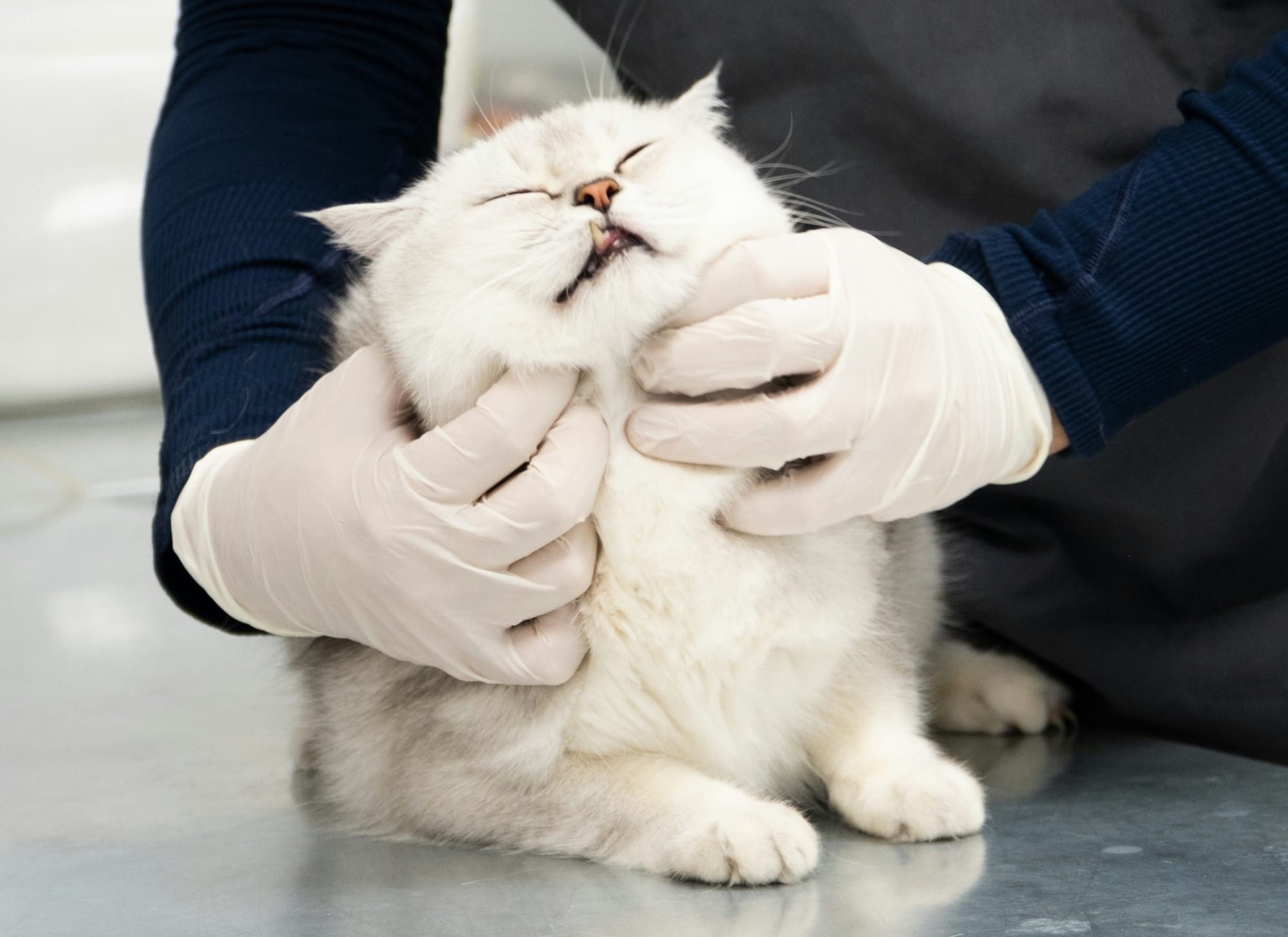 A man in a black shirt is petting a white cat