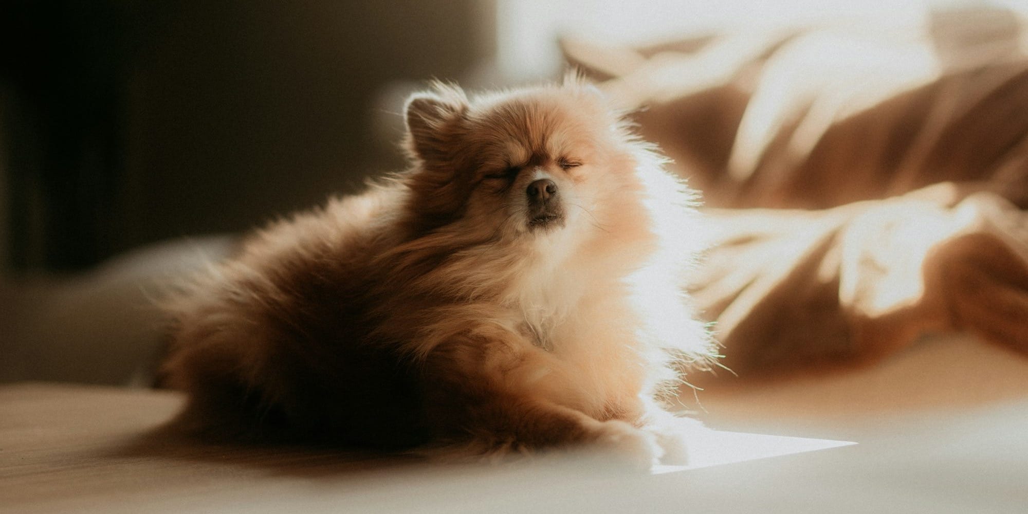 A fluffy dog relaxing in the sunlight.