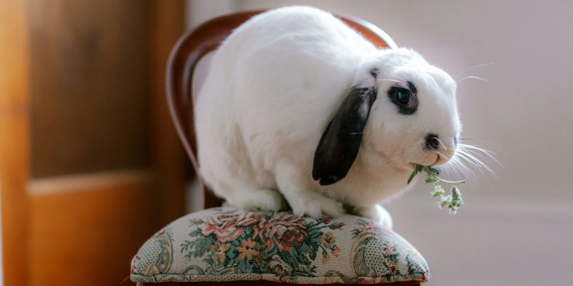 White lop-eared rabbit eating greens on a small chair