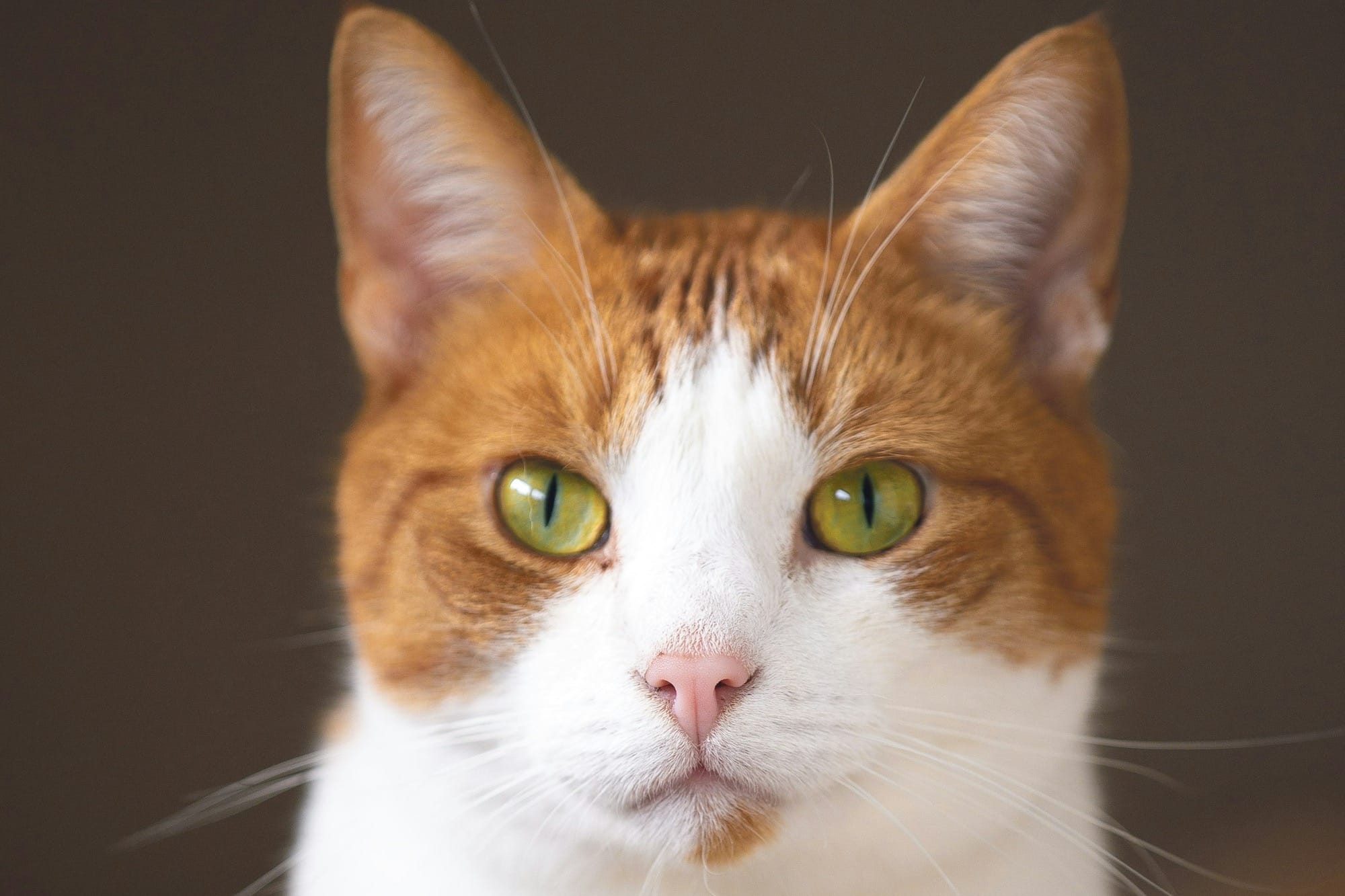 short-haired white and brown cat