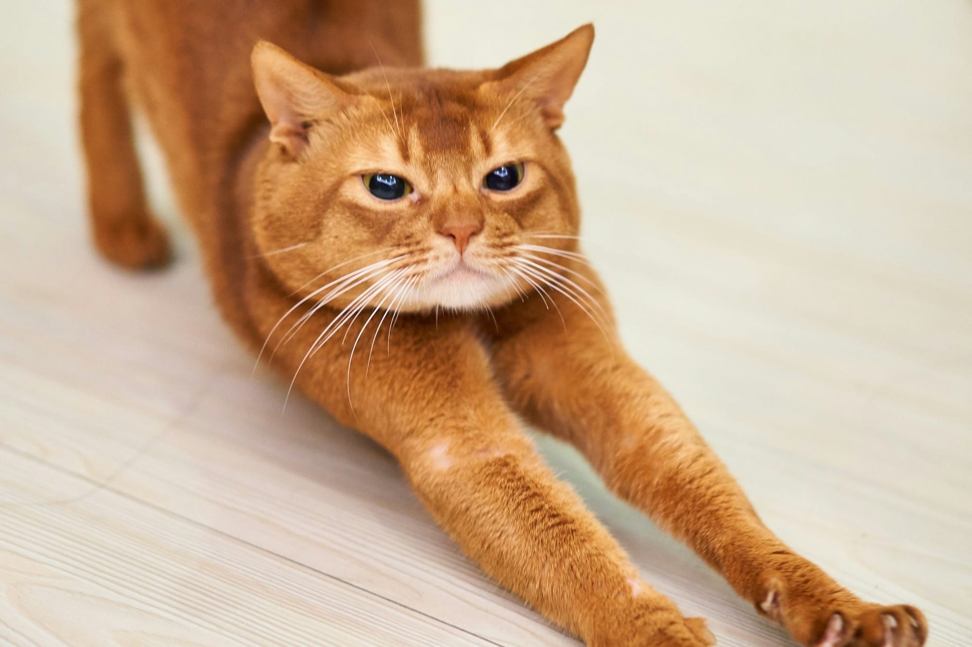 orange cat stretching on white surface