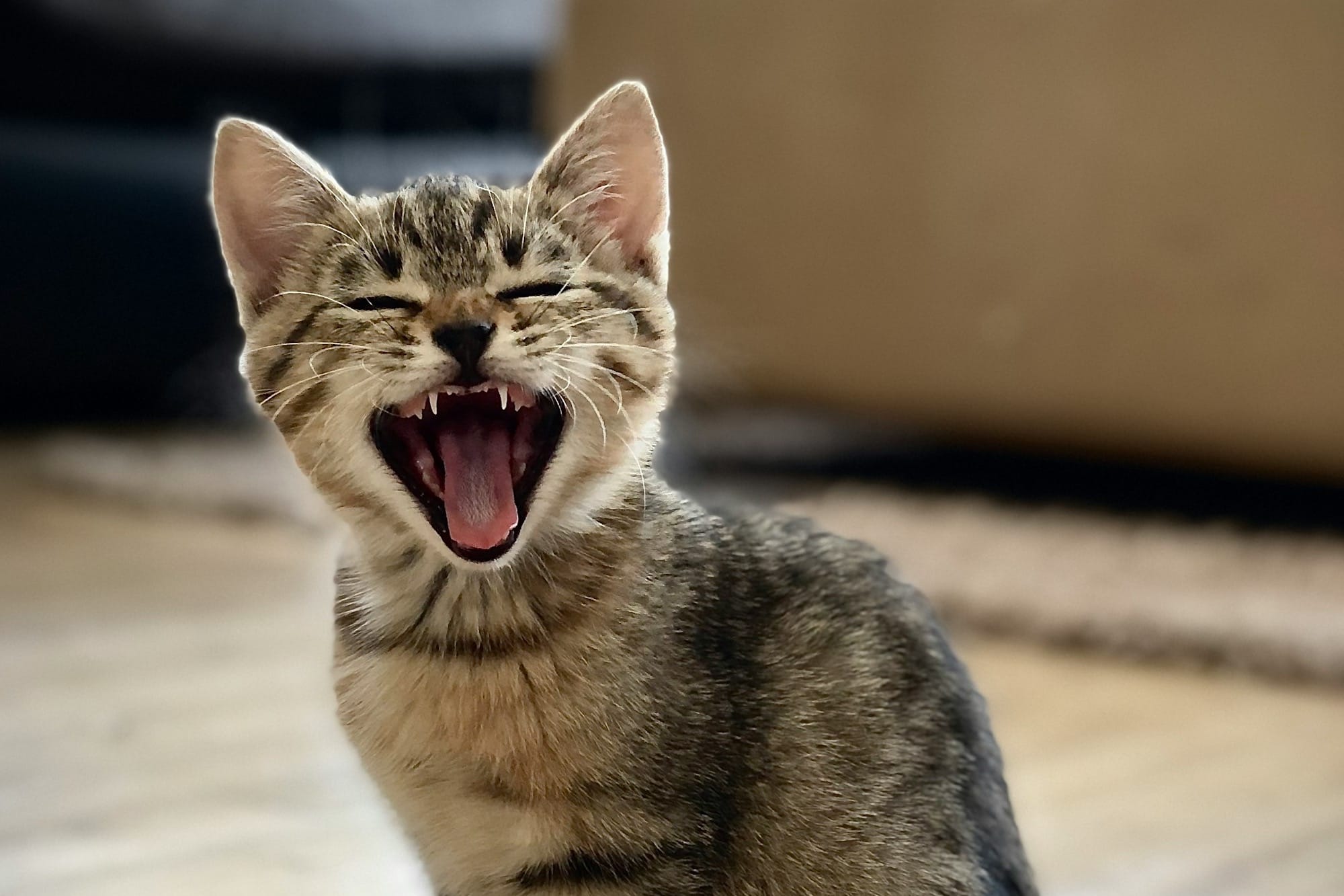 silver tabby kitten on floor