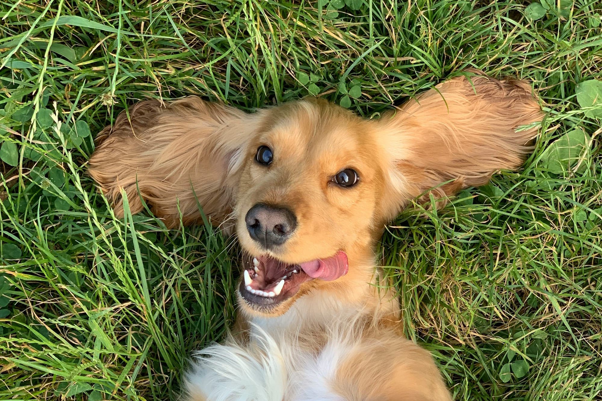 brown and white long coated small dog lying on green grass