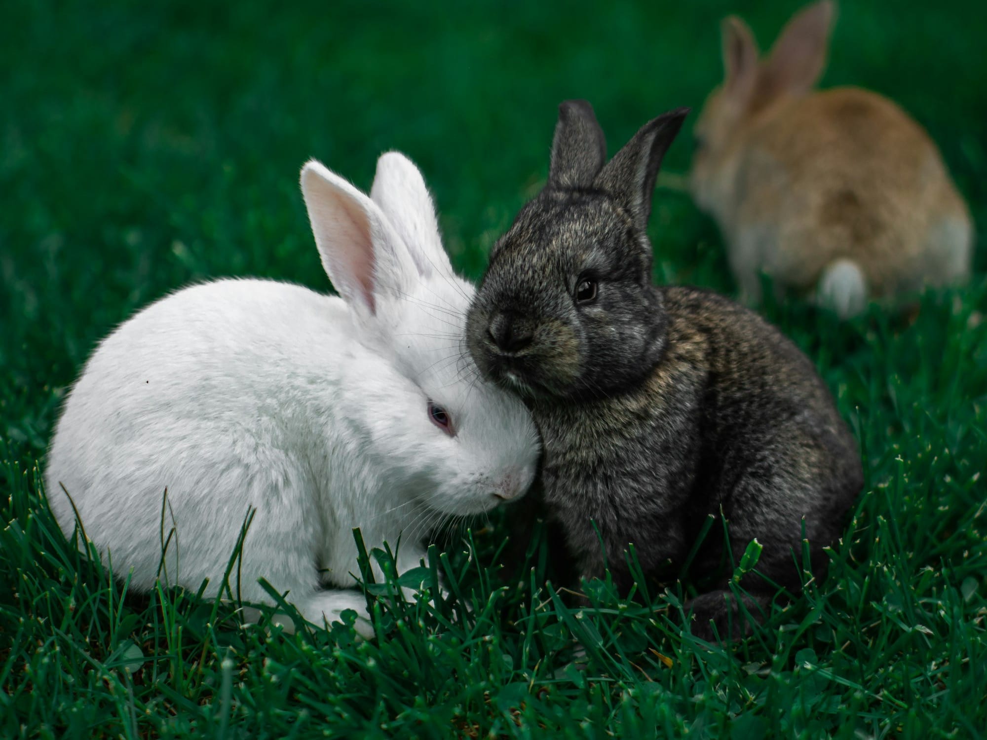 white rabbit on green grass during daytime