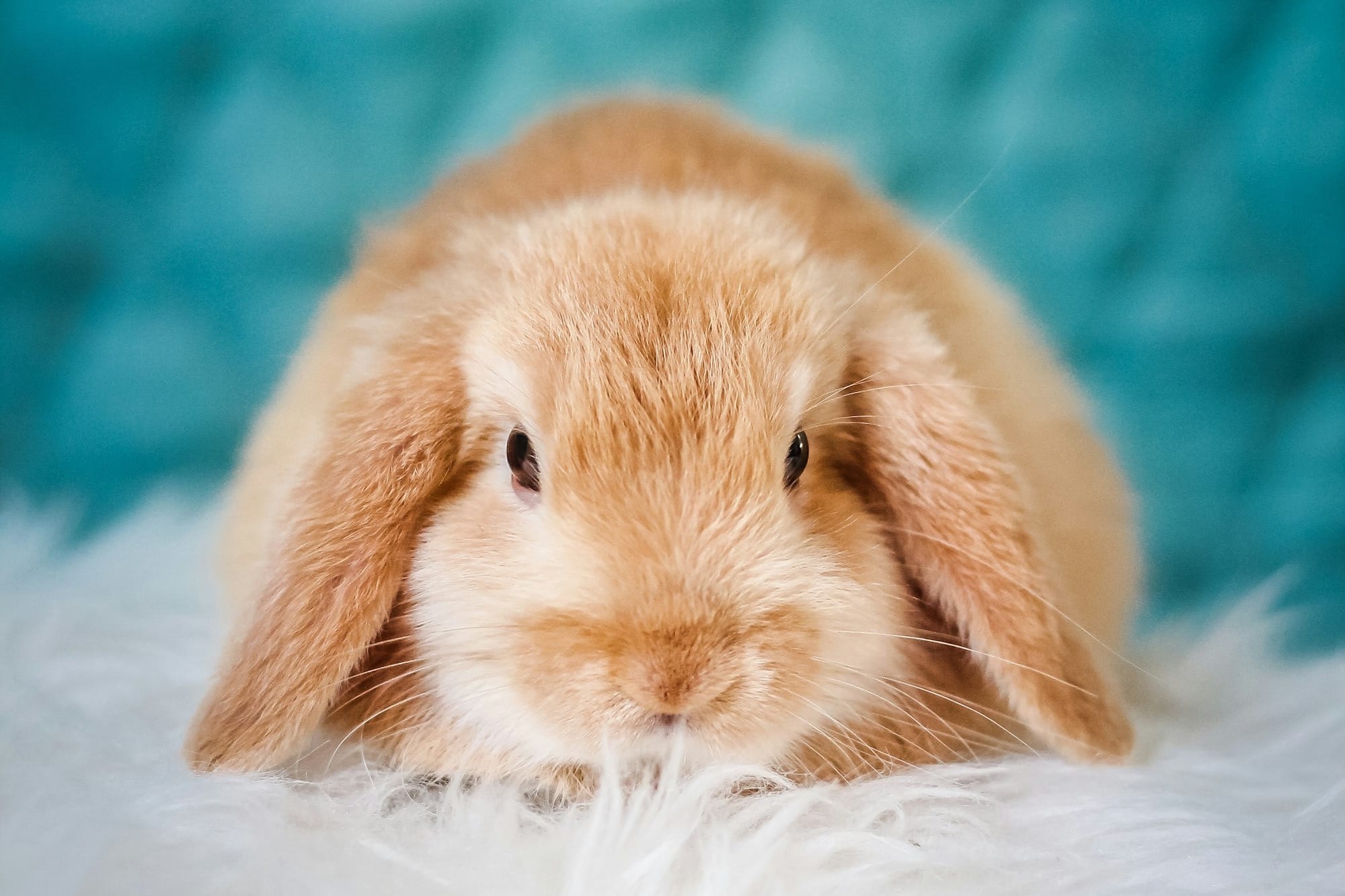 brown rabbit on white textile