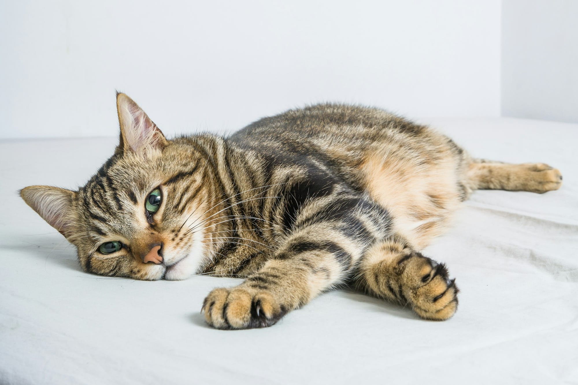 a cat laying on top of a bed next to a white wall