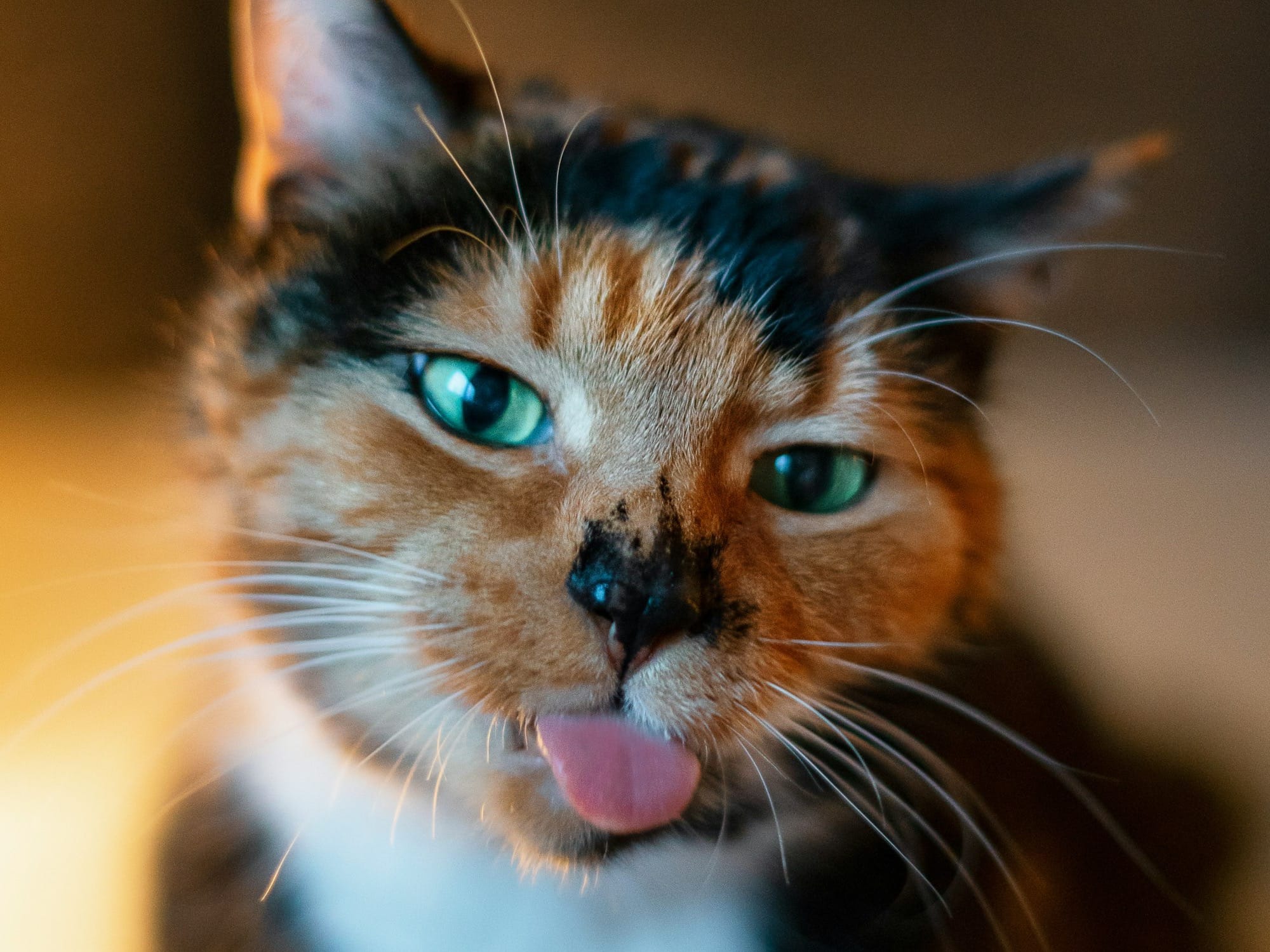 Cat Heatstroke Signs Every Owner Should Know Before It Is Too Late