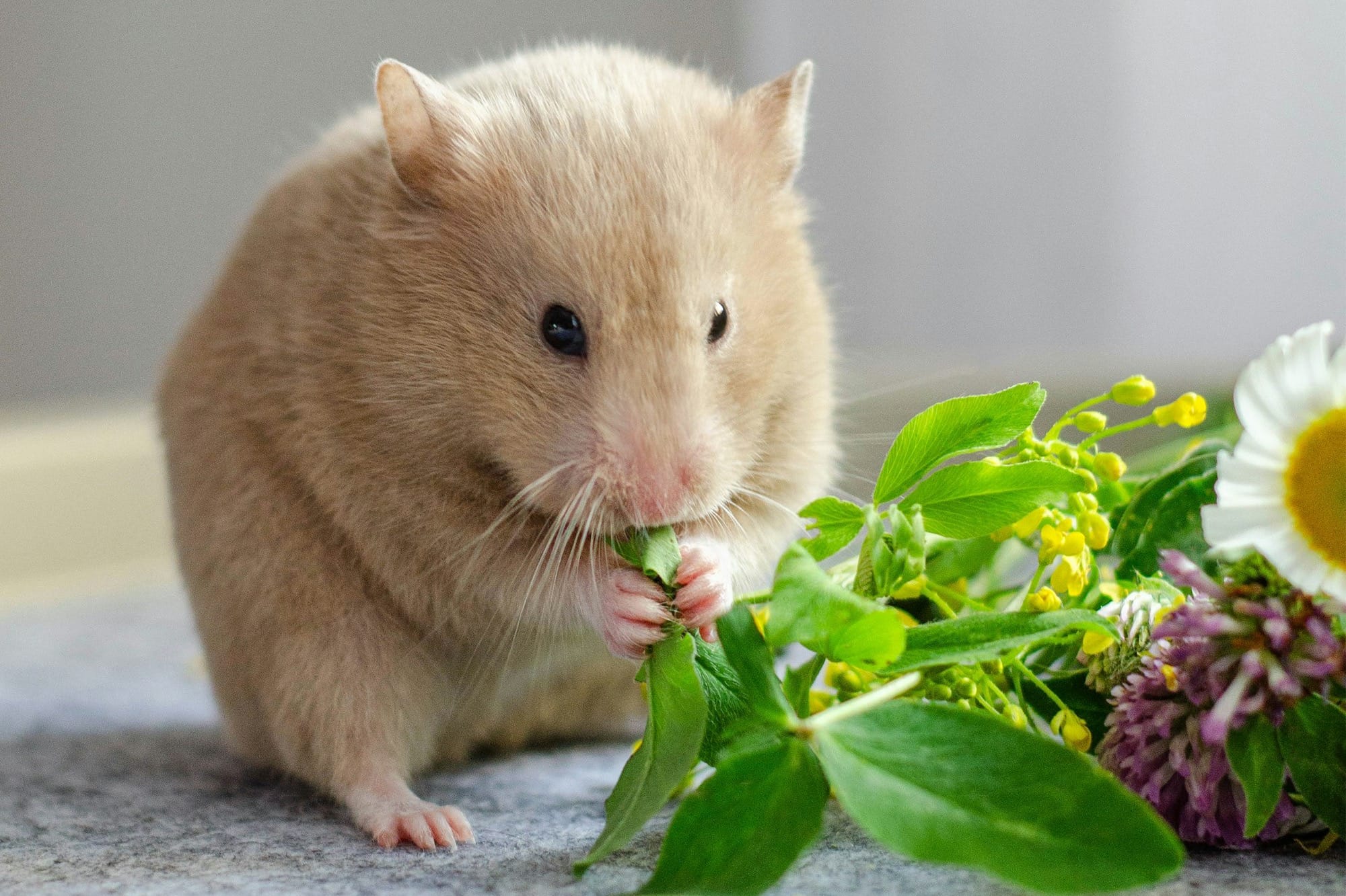 A hamster eating a flower on the floor