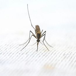 Promising Malaria Vaccine May Save Children's Lives