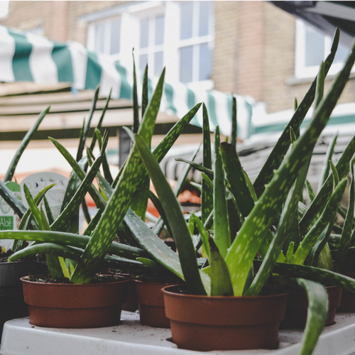 The Wonders of Aloe