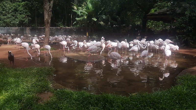 Iguaçu Parque Das Aves